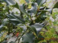 /album/fotogalerie/dscn6508-kvet-cesminy-jpg/